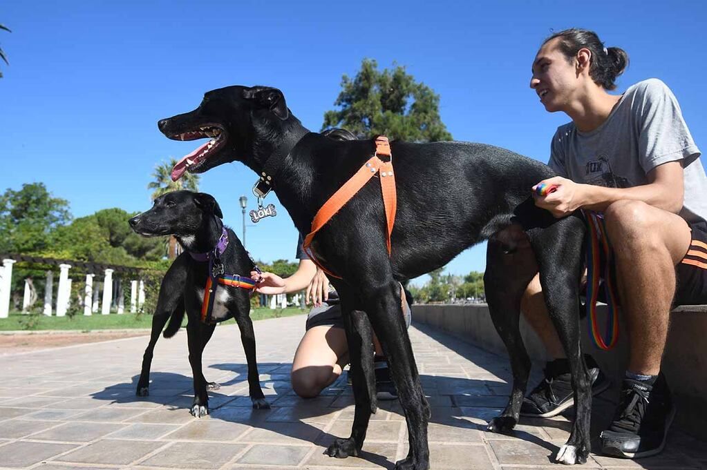 Se acabó la soledad para los perros con el Tinder que tendrán.