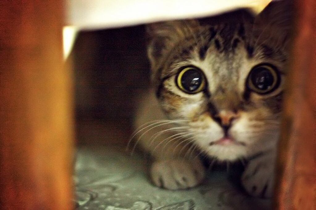 Un gato que había metido la cola en una hornalla incendió una casa en Santa Fe