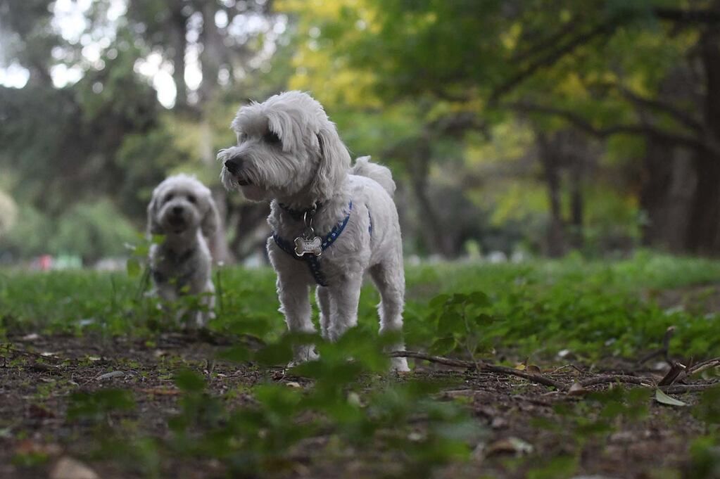 Perros de la misma raza podrán encontrarse y tener hijos.