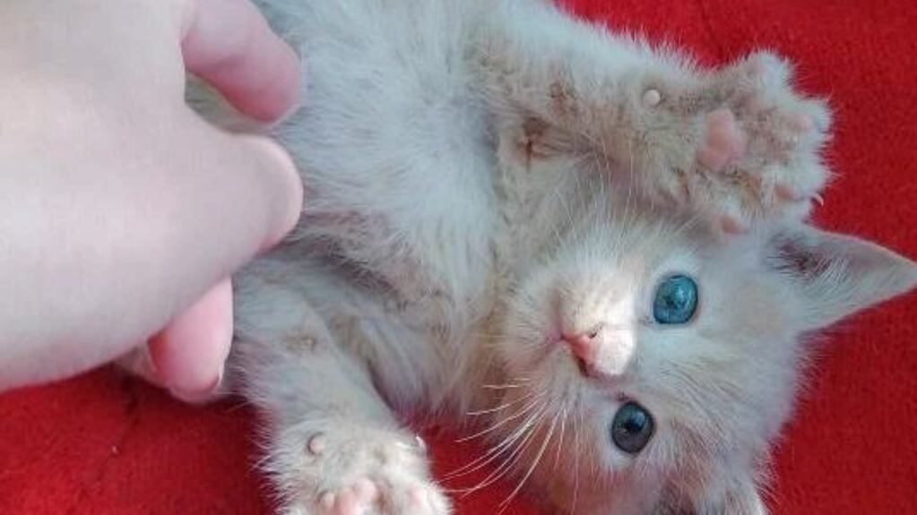 Protectoras de animales de San Juan alertan por una mujer que adoptó varios gatos y desconocen sus fines