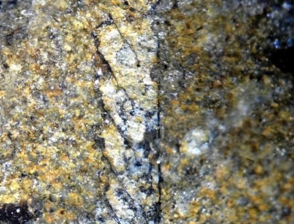 Graptolitoideos (Graptolithina) o graptolitos.