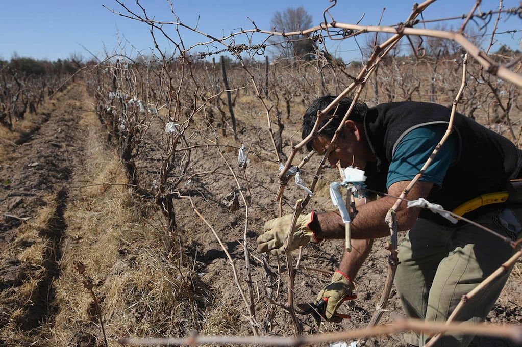 Foto: José Gutierrez /  Los Andes

