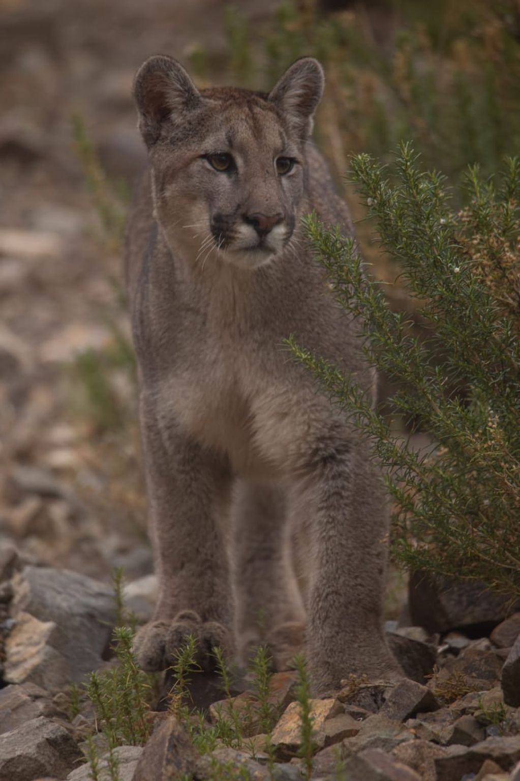Guanacos huyen ante la presencia de un puma: la impactante secuencia que filmó un turista en Villavicencio. Foto: Martín Pérez - Guardaparque Reserva Villavicencio. Foto: Martín Pérez - Guardaparque Reserva Villavicencio (imagen ilustrativa)