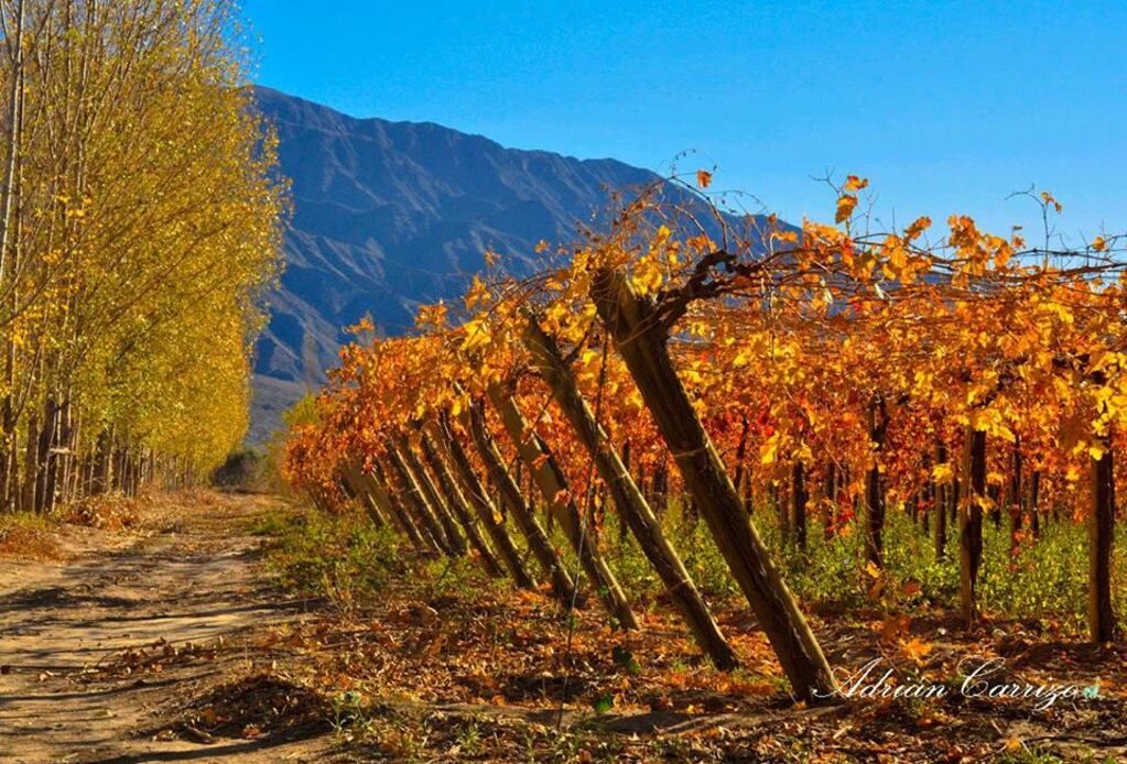 El amarillo que caracteriza el otoño sanjuanino.
