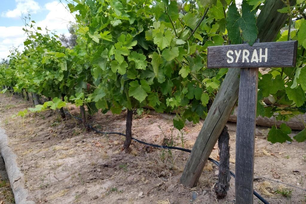 Los viñedos sanjuaninos de Syrah.