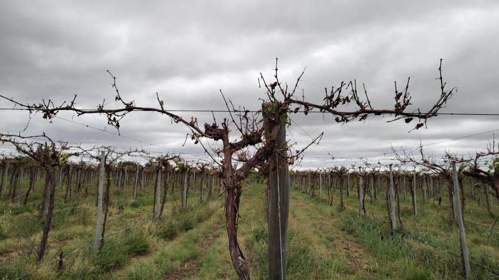 Tras la heladas, el granizo también impacto en los cultivos