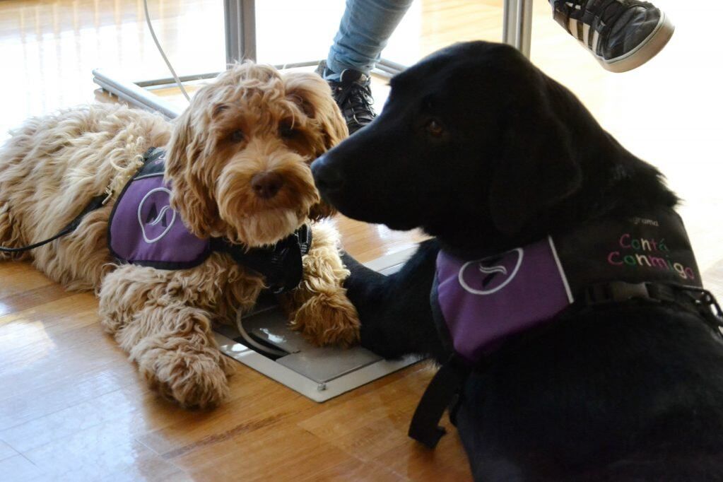 Los perros podrán buscar su pareja.