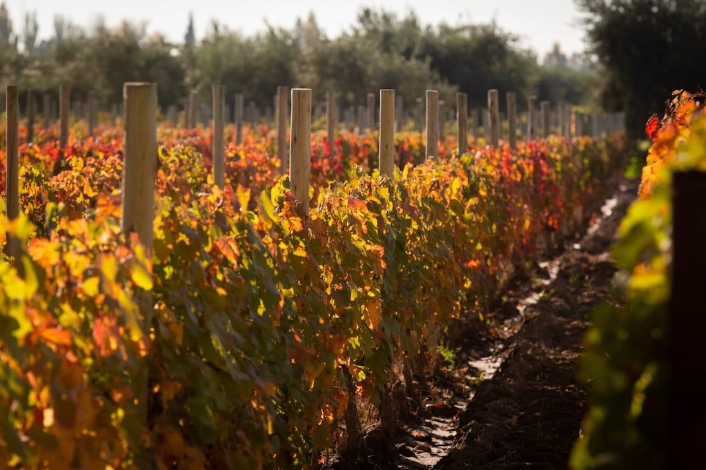 El otoño dice presente en los viñedos. Foto: Ignacio Blanco