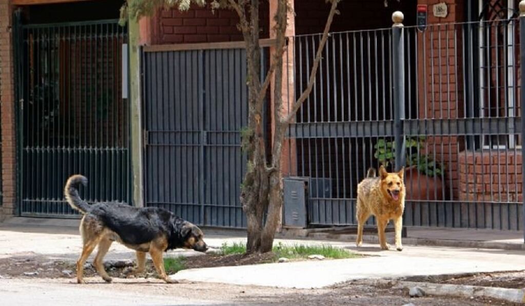 Alarma entre vecinos de los barrios Los Horcones y Sarmiento de Rawson (San Juan) por las jaurías - Gentileza / Tiempo de San Juan 