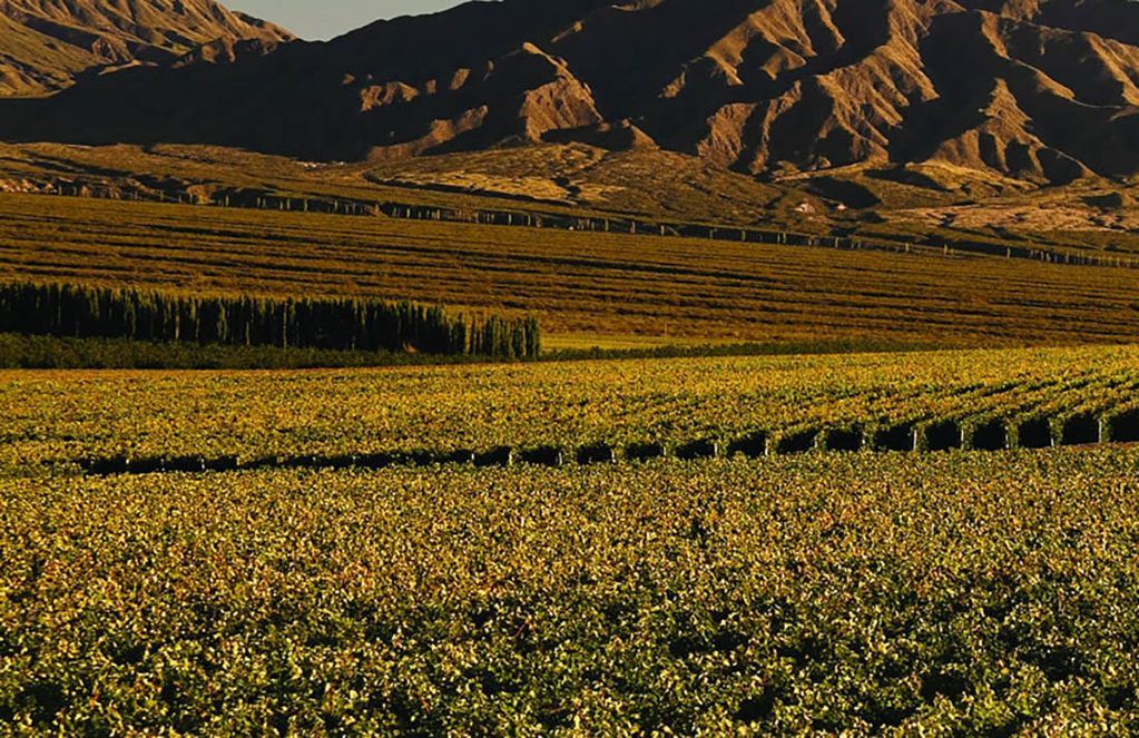 Viñedos Valle Ullum San Juan