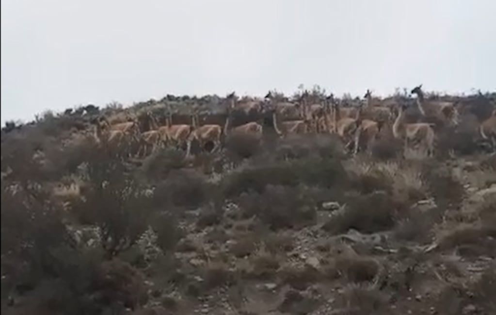 Guanacos huyen ante la presencia de un puma: la impactante secuencia que filmó un turista en Villavicencio. Foto: captura Video