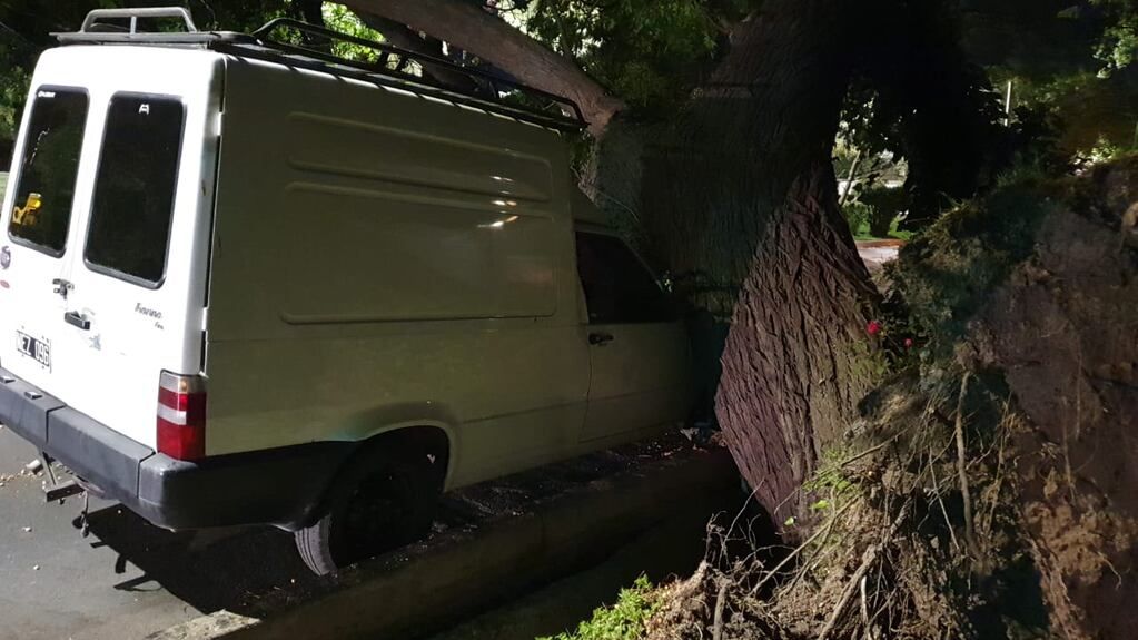 Zonda en mendoza. Árbol caído en calle Beltran y Chacabuco de Godoy Cruz