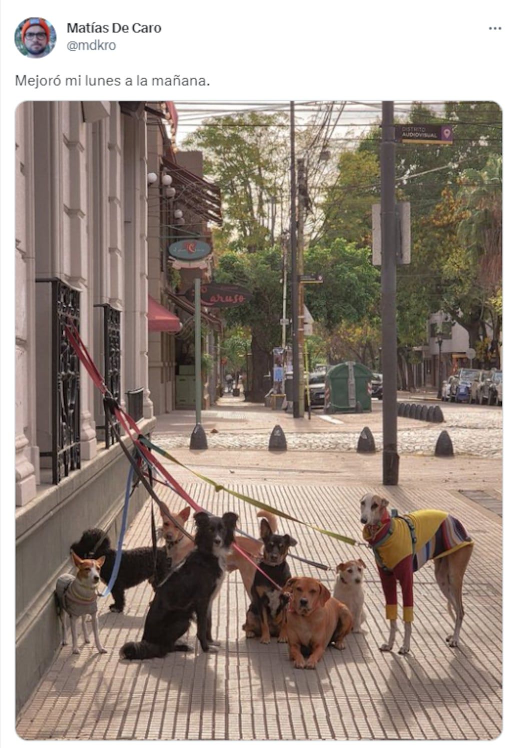 La foto viral del galgo con mangas largas - Foto Matías De Caro @mdkro