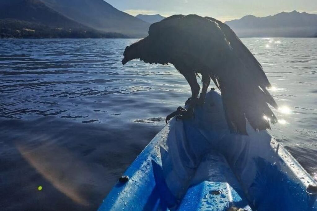 Un guía y una veterinaria salvaron a un cóndor que había caído al Lago Traful. Gentileza.