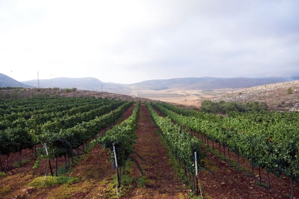 Viñedos de Palestina.