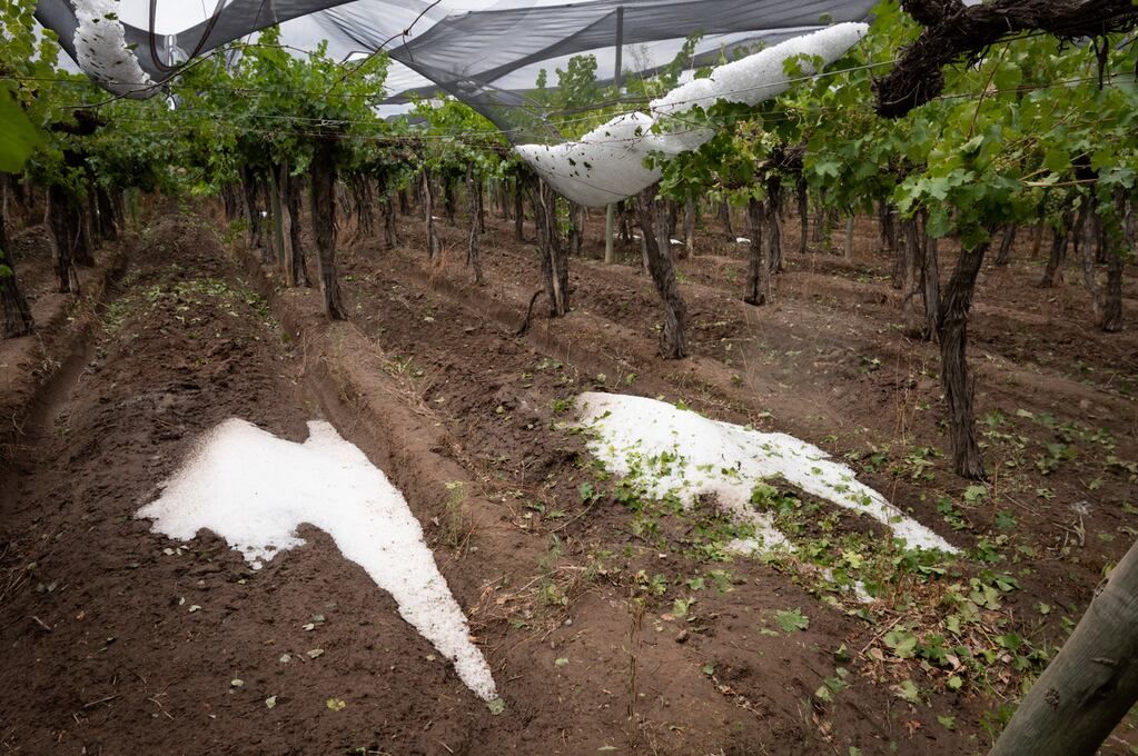 En 20 minutos, productores del Este perdieron cerca del 70% de su cosecha por el granizo.El distrito de Medrano se llevó la peor parte. La mayoría de las pérdidas son en viñedos, también afectó frutales y chacras con plantaciones de pimientos, tomates y zapallos. Foto: Ignacio Blanco / Los Andes 