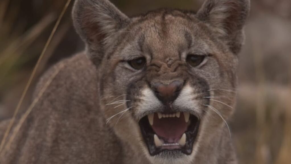 Guanacos huyen ante la presencia de un puma: la impactante secuencia que filmó un turista en Villavicencio. Foto: Martín Pérez - Guardaparque Reserva Villavicencio. Foto: Martín Pérez - Guardaparque Reserva Villavicencio (imagen ilustrativa)