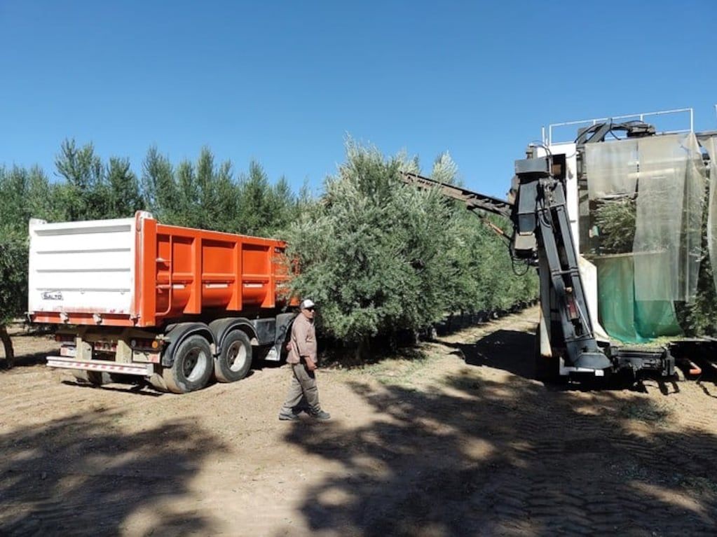 La cosecha es mecanizada, los rindes promedian los 13.000 kilos por hectárea.