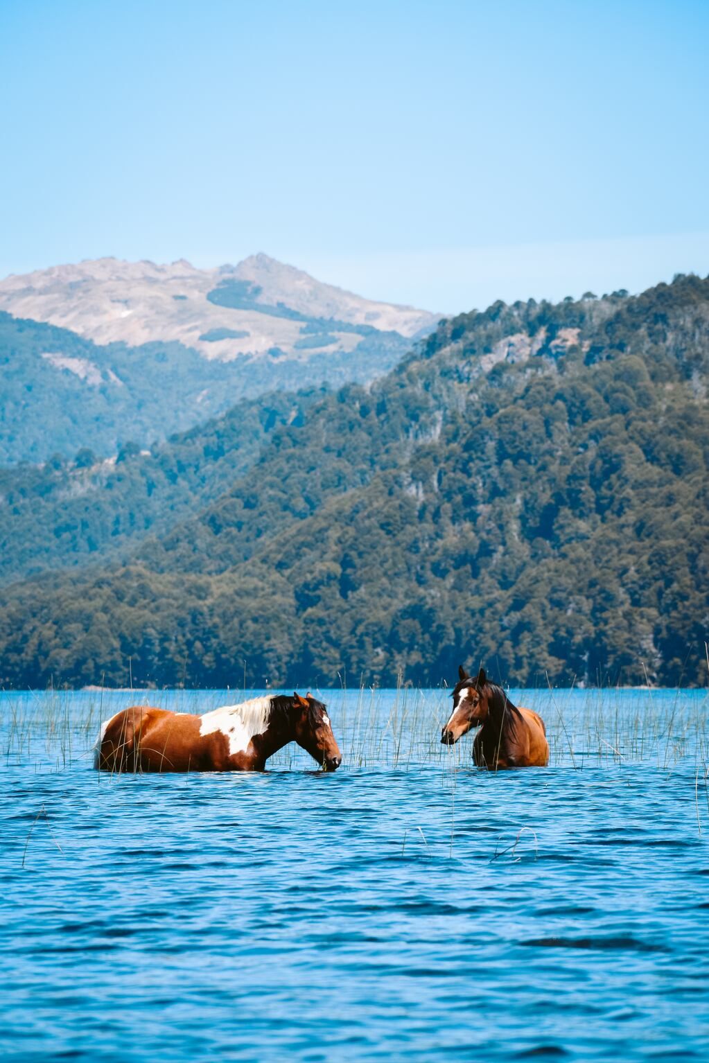 Una cabalgata es siempre buen plan para los jóvenes y mejor si ofrece como vista principal los maravillosos paisajes del sur argentino. Gentileza: Civitatis