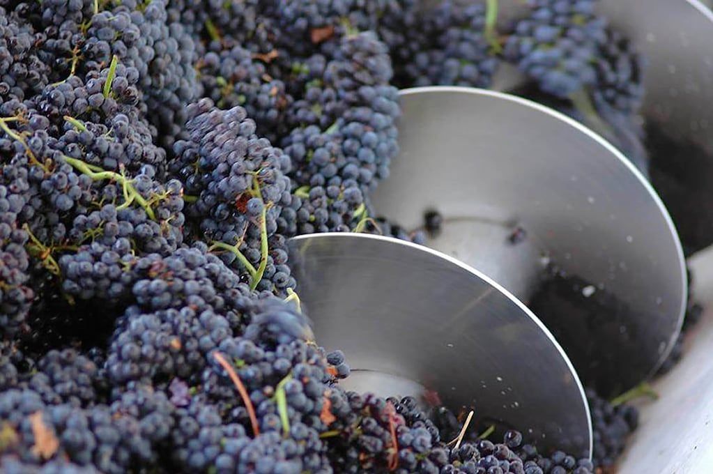 El mosto ha caído en más de la mitad en lo que va del 2023. 