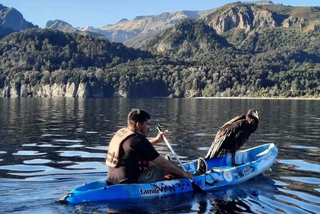 Un guía y una veterinaria salvaron a un cóndor que había caído al Lago Traful. Gentileza.