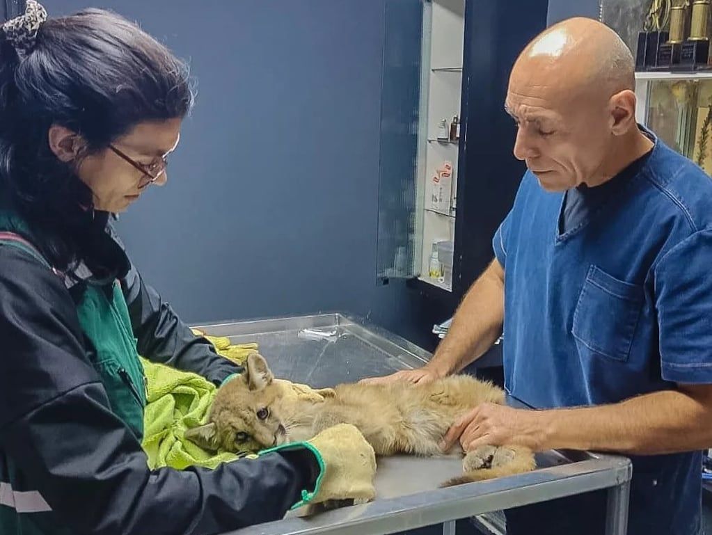 Rescataron a una pequeña puma que estaba atrapada en una pileta en San Juan
