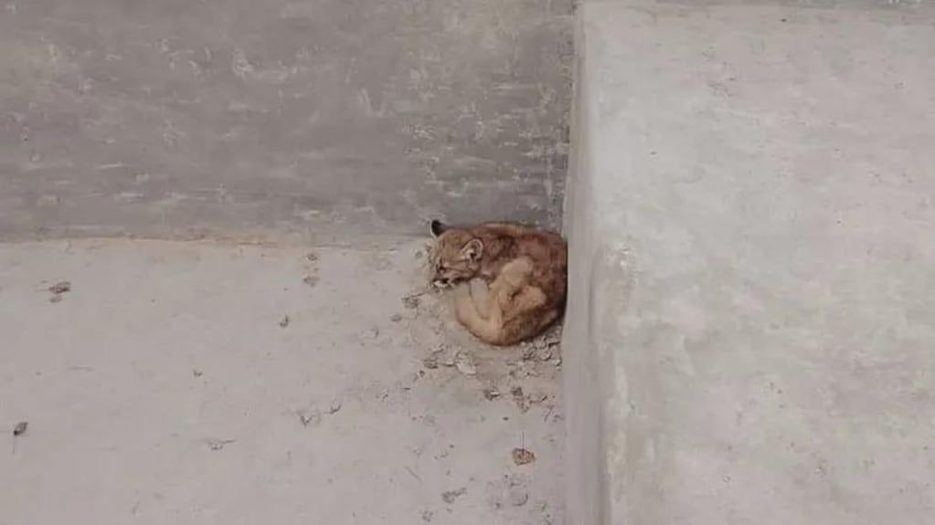 Rescataron a una pequeña puma que estaba atrapada en una pileta en San Juan