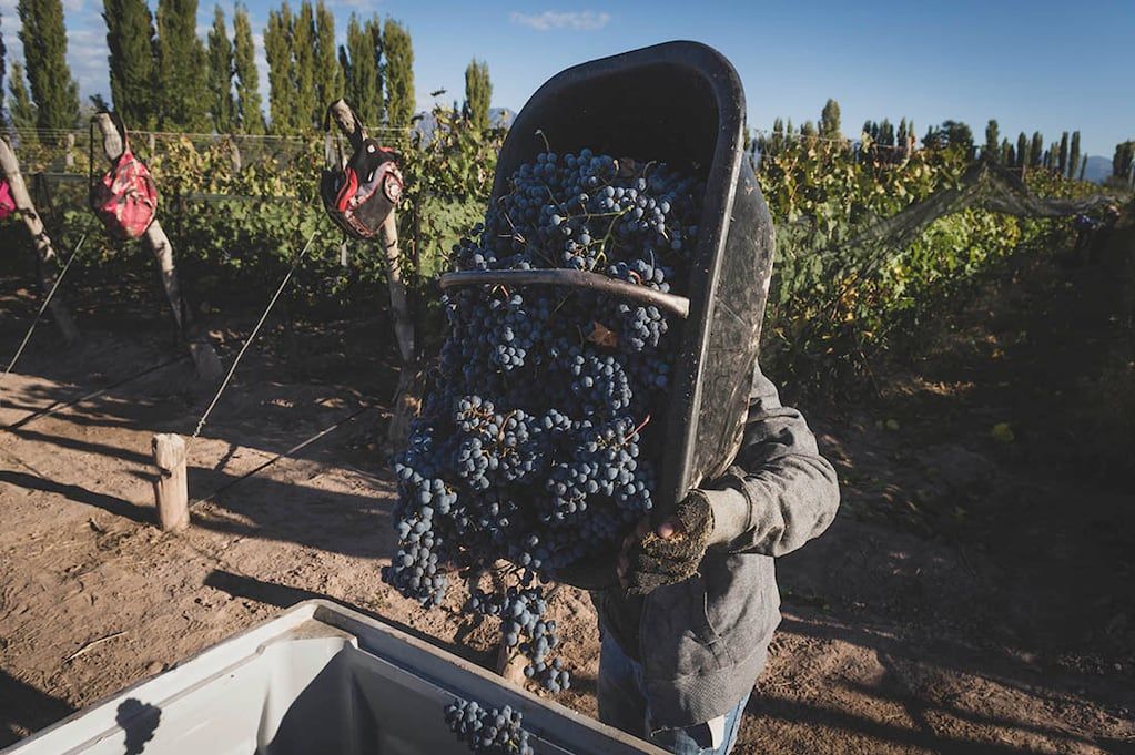 Mendoza 10 de abril de 2019 SociedadCosecha en viñedos de Bodega Renacer ubicados en Perdriel Lujan de Cuyo, cosecha del varietal Cabernet Franc.    Foto: Ignacio Blanco / Los Andes 
