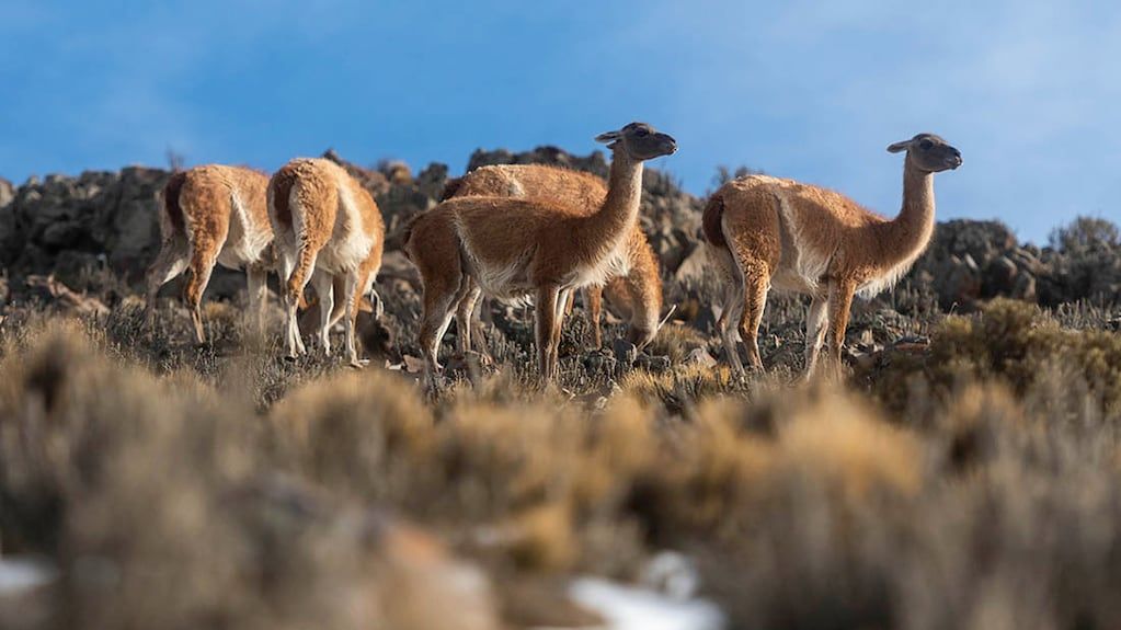 Guanacos huyen ante la presencia de un puma: la impactante secuencia que filmó un turista en Villavicencio. Foto: Ignacio Blanco / Los Andes (imagen ilustrativa)