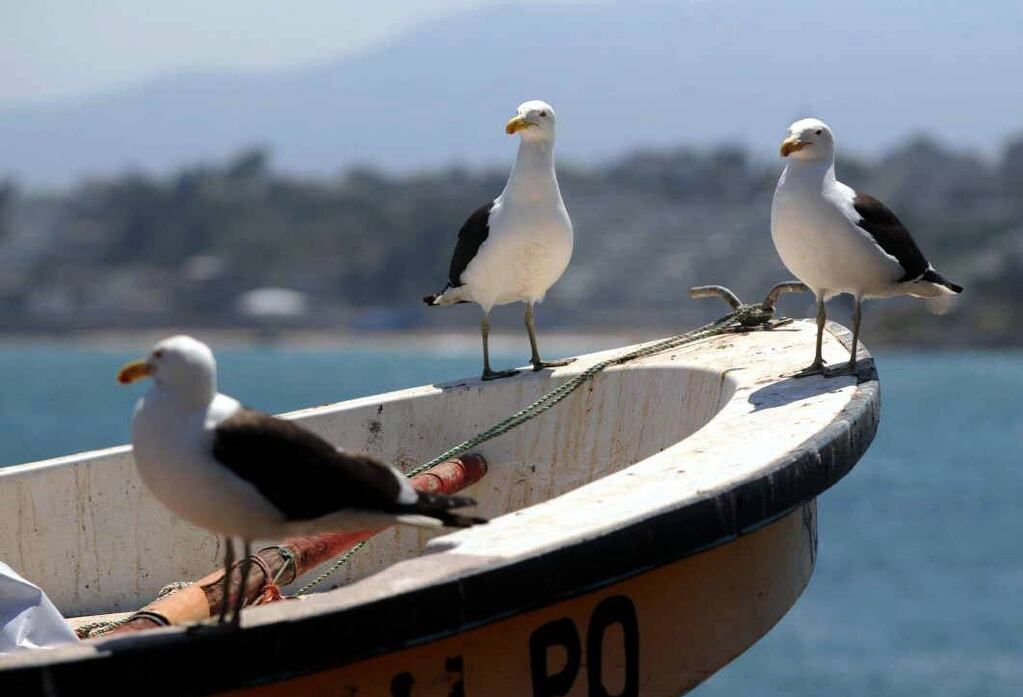 Gripe aviar en Chile: especialistas tranquilizan a los turistas mendocinos