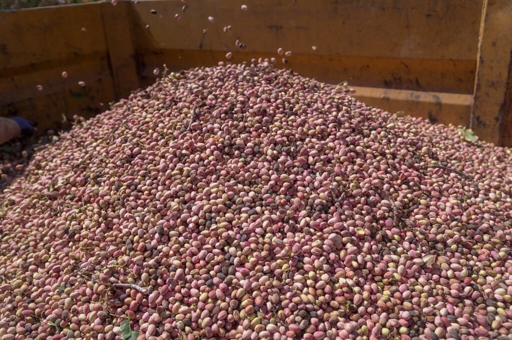 Buscan que la exportación de pistacho sea el 10% del total de los envíos sanjuaninos.