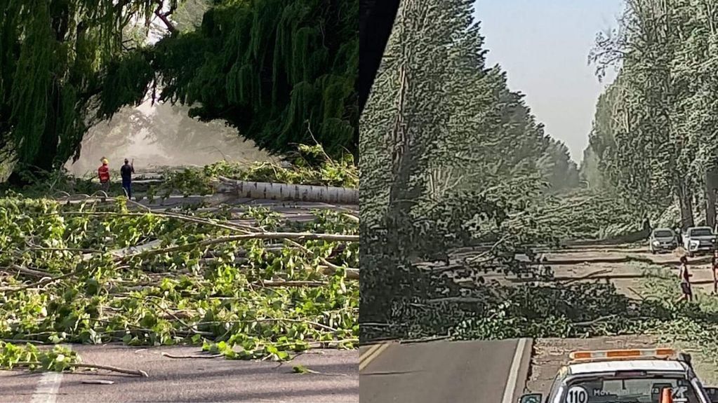 San Carlos: el Zonda provocó la caída de decenas de álamos en Ruta 40 y hay más de 100 autos demorados.