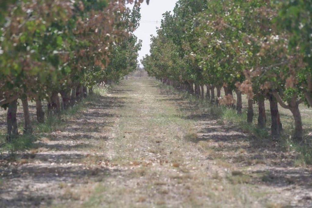 El cultivo de pistacho en San Juan.