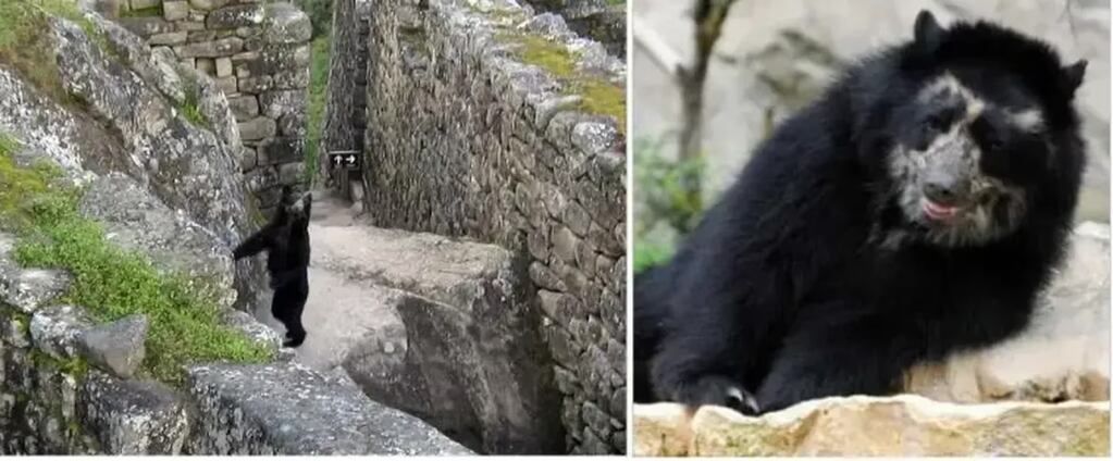 El oso andino, la única especie autóctona de sudamérica. Gentileza: TN.
