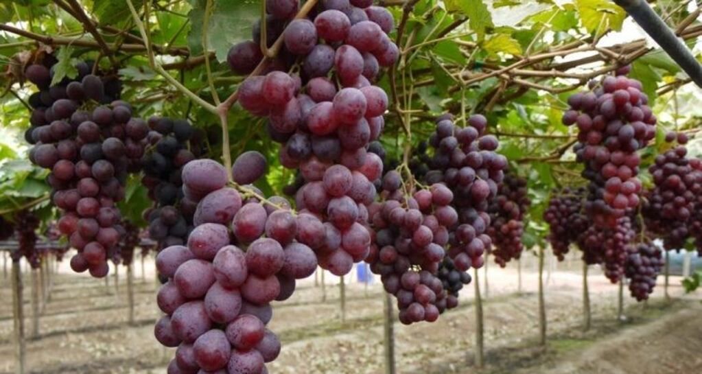 La evolución de las uvas en San Juan\u002E