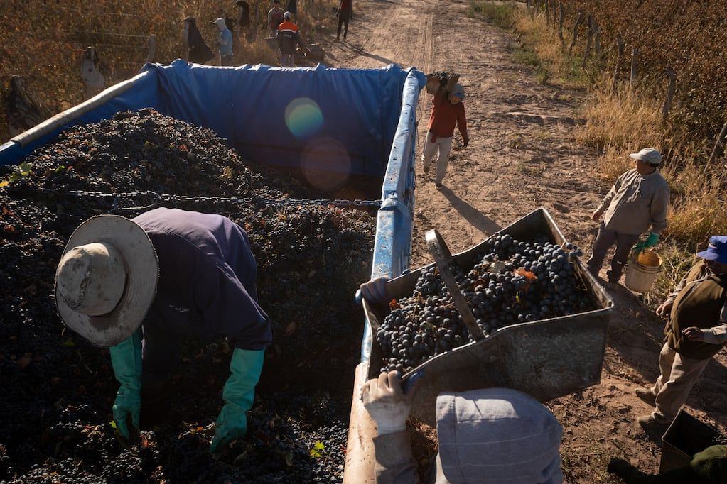 El Malbec está cultivado en 17 de las provincias argentinas. - Foto: Ignacio Blanco / Los Andes  