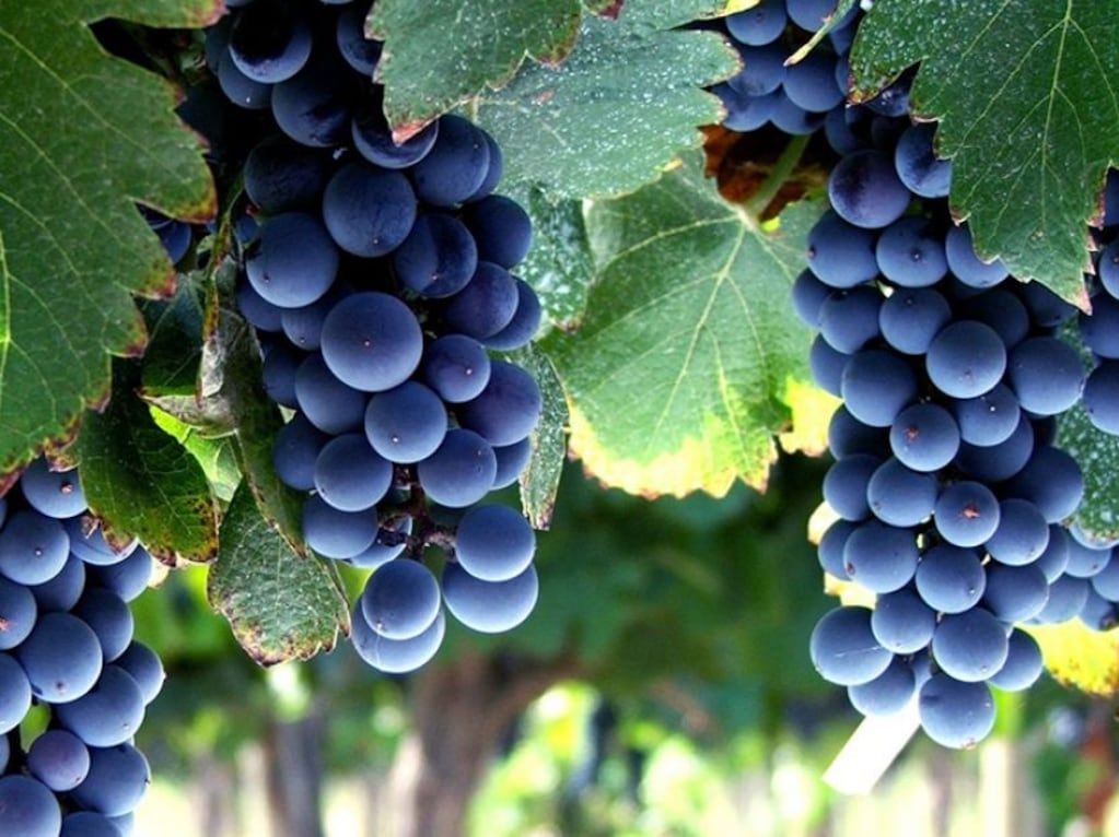 La estimación de cosecha es 35% menos sobre un año normal