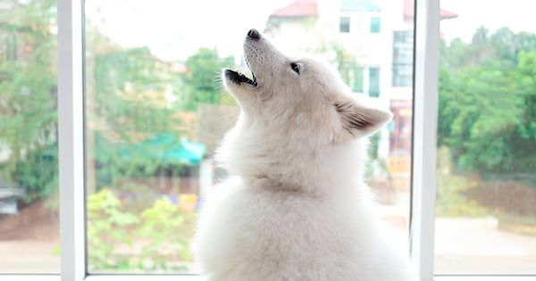 Estas son las razones por las que los perros aúllan. (Web).