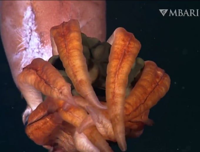 Lo que más llamó la atención de los académicos es que esta madre estaba incubando entre 30 y 40 huevos, cuando los calamares pertenecientes a la familia Gonatidae suelen transportar hasta 3.000 a la vez. 
Foto: MBARI