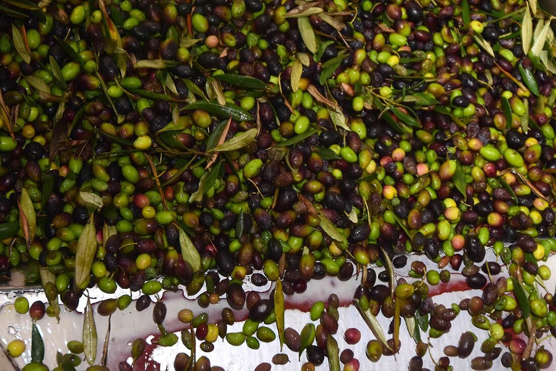 Empresarios y entidades promueven este sello de calidad nacional
para el norte mendocino. Sería el primer caso argentino con IG para el sector.