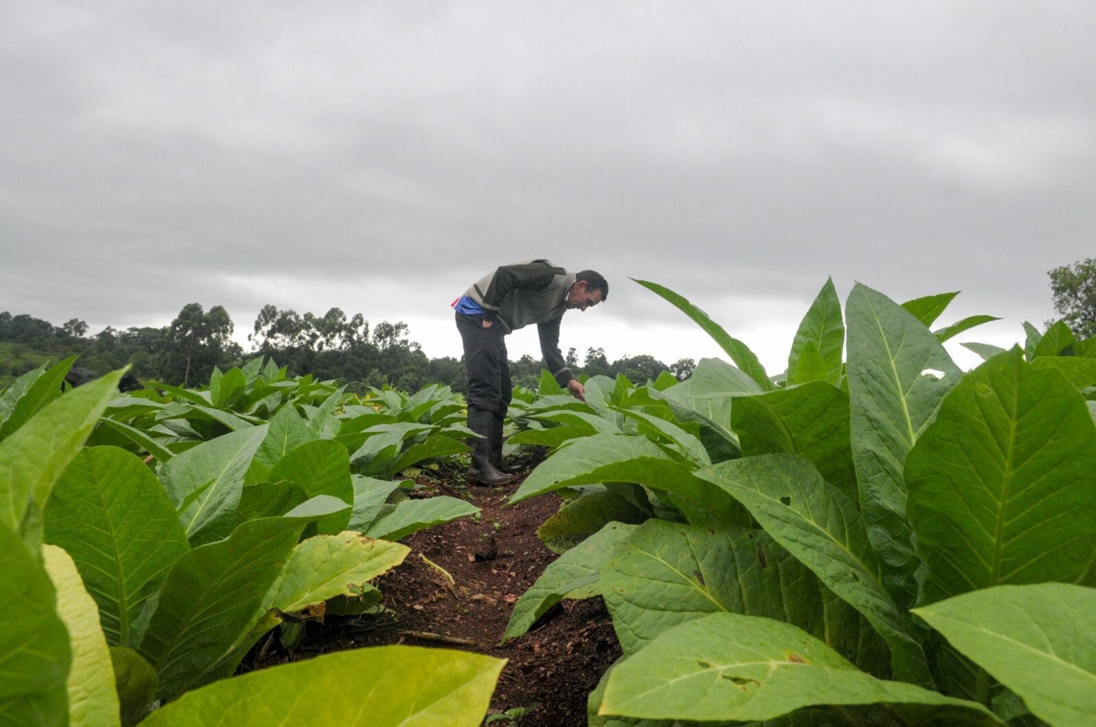 Avanza el Programa de Incremento Exportador que lanzó Massa. Foto: Gentileza