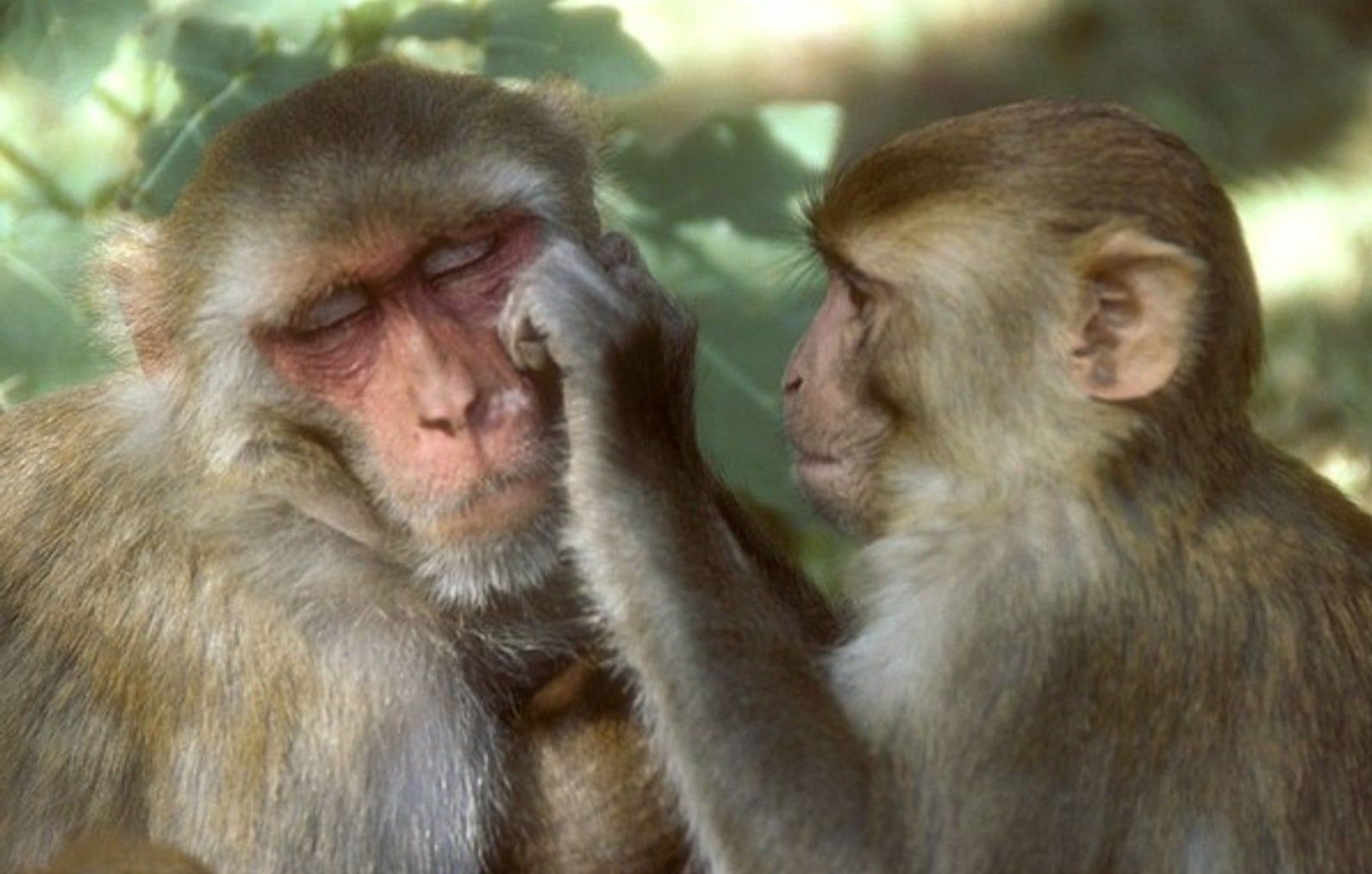 China confirmó la primera muerte humana por herpes B, virus transmitido por los monos - Foto:
