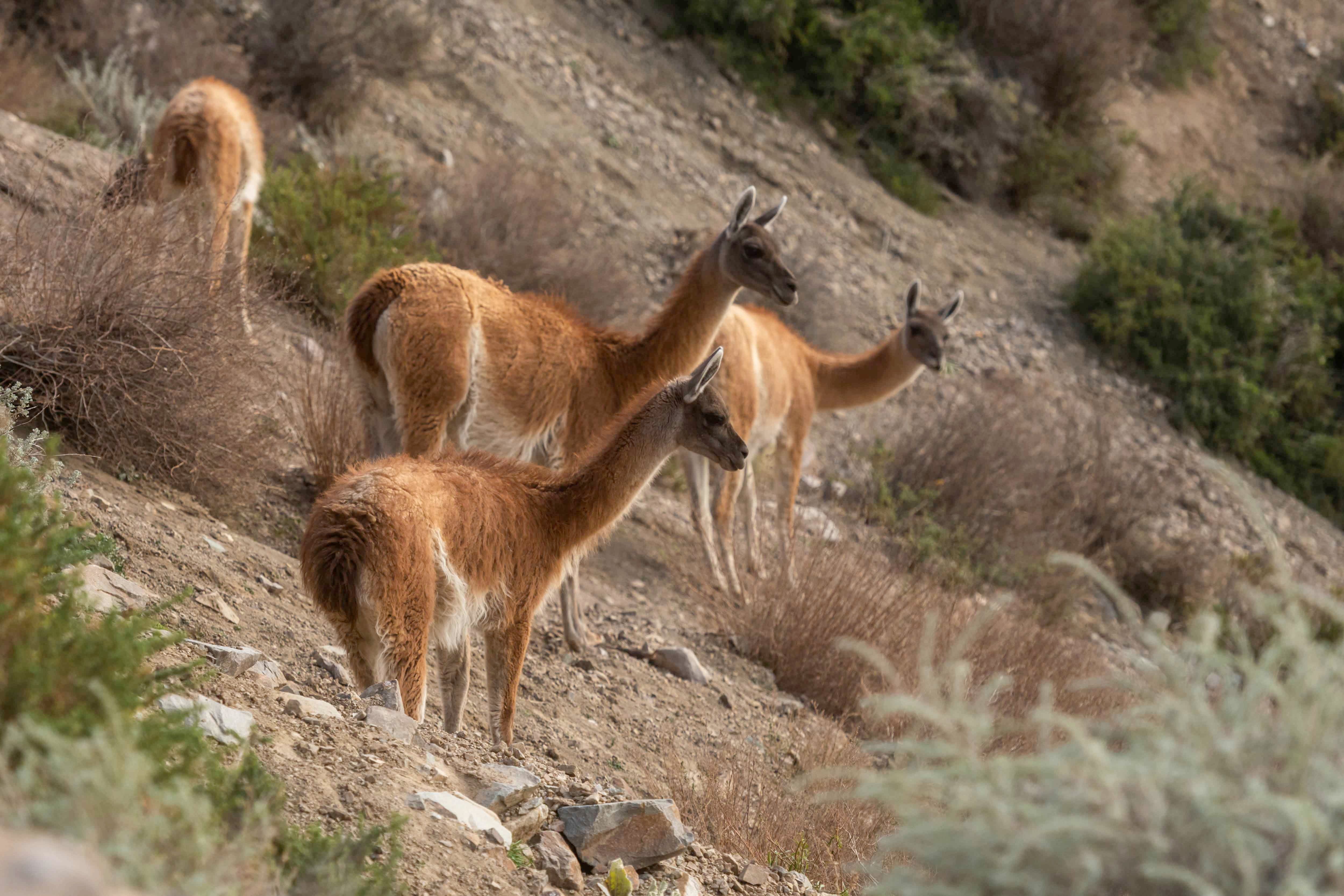 Mendoza 10 de junio de 2020 Sociedad, Reserva Natural Villavicencio El cuerpo de Guardaparques de la Reserva Natural Villavicencio realiza un atrabajo de conservacion y prevencion de la caceria ilegal. Gracias a este trabajo se comenzo a recuperar la poblacion de las destintas especies que habitan la montana mendocina.     Guanacos  Foto: Ignacio Blanco / Los Andes guanaco montana