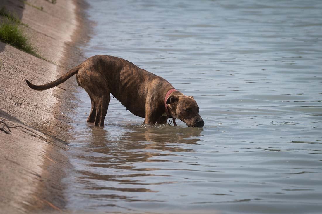 Argentina tuvo en diciembre el día más caluroso en todo el mundo: los humanos aumentan 60 veces la ocurrencia de olas de calor. Foto: Ignacio Blanco / Los Andes.