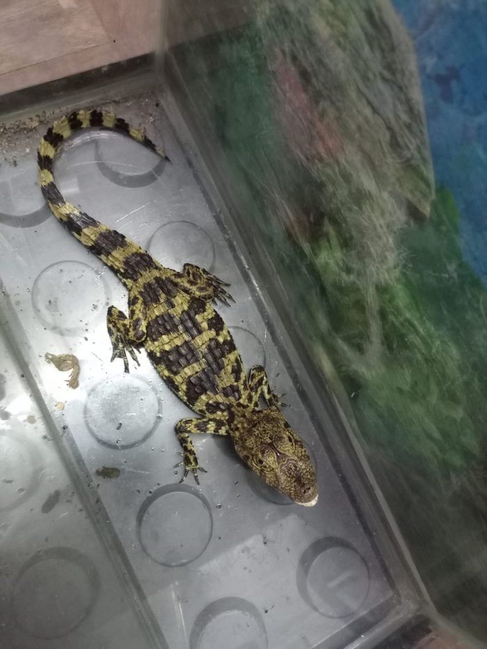 Los animales rescatados estaban en un domicilio particular de Luján de Cuyo. Foto: Gobierno de Mendoza.