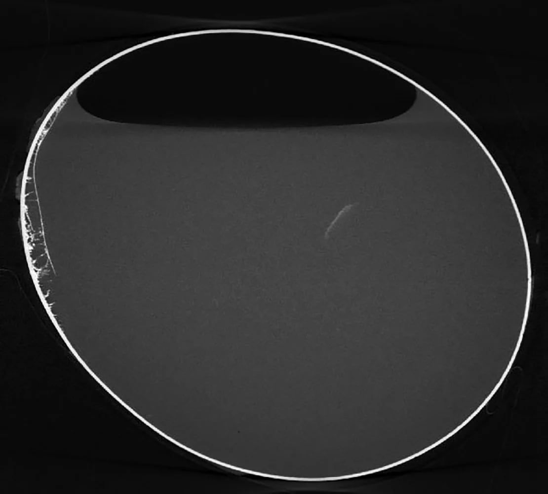 Una microtomografía computarizada del óvulo mostró que todavía tenía líquido en su interior. Chris Dunmore y el Centro de Imágenes para Ciencias de la Vida de la Universidad de Kent