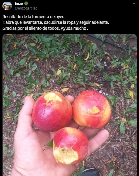 Navidad no tan feliz: el granizo castigó a zonas productivas de Mendoza y hubo dolorosas pérdidas. Foto: X @enzogarciac