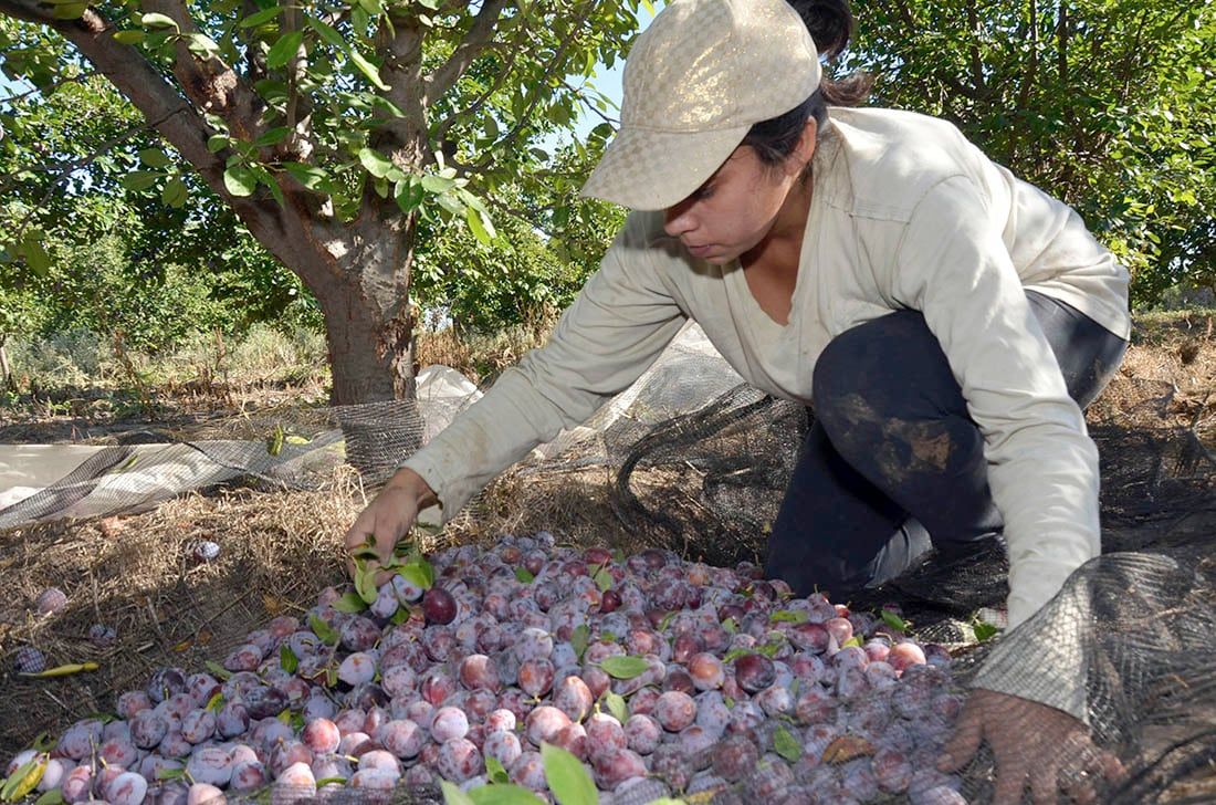 La Mesa de Concertación tiene como objetivo mejorar la competitividad, la sustentabilidad ambiental y, además, fomentar el crecimiento y desarrollo económico del sector. FOTO PATRICIO CANEO LOS ANDES 
