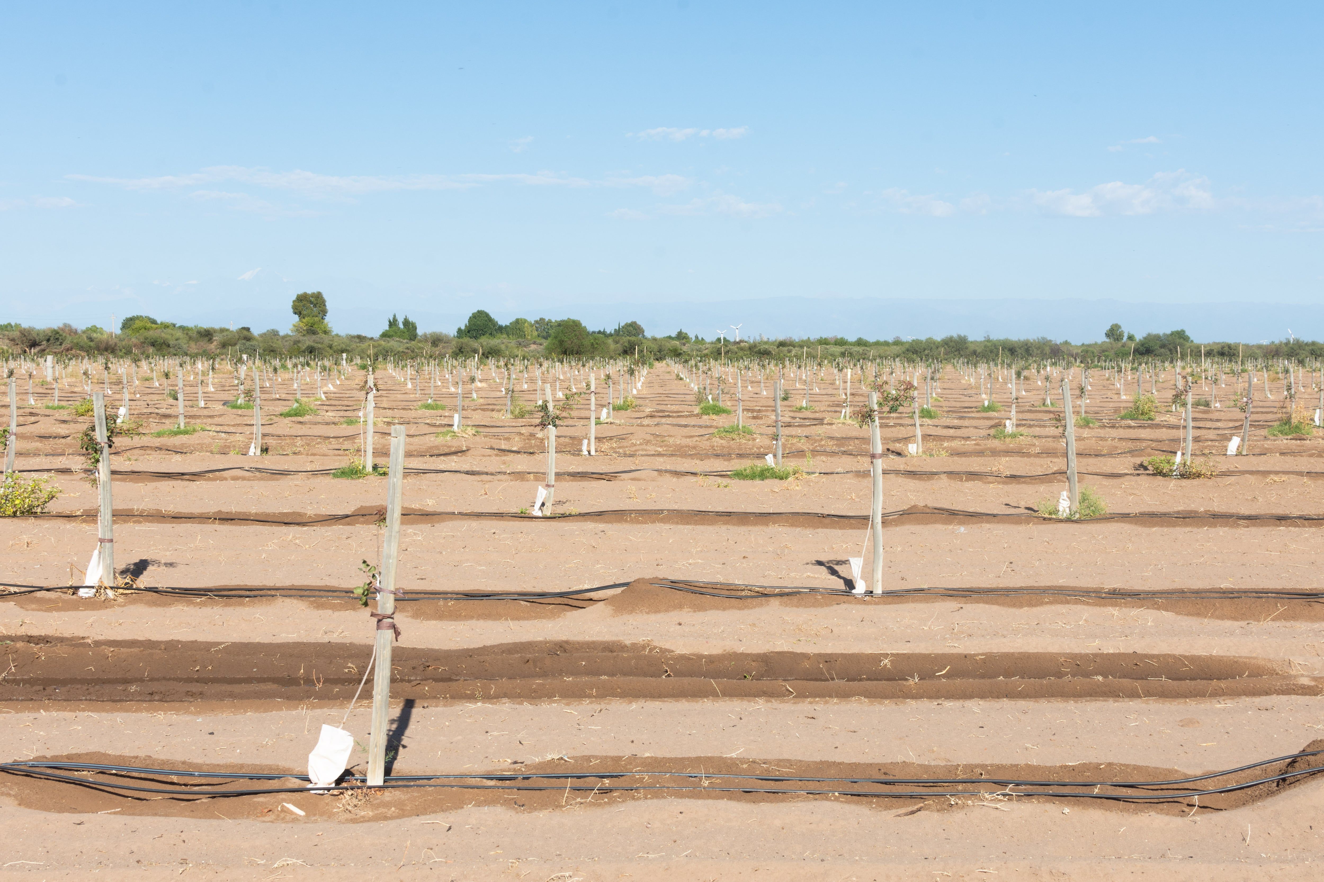 Sustentabilidad en acción: Halpern lidera el camino en el riego agrícola