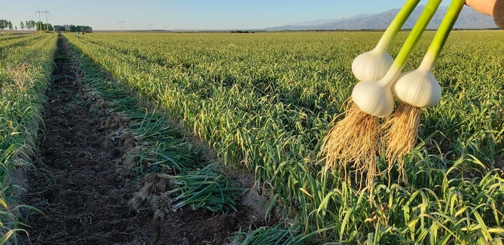 Después de la cosecha y del secado del ajo, toca el momento de venderlo